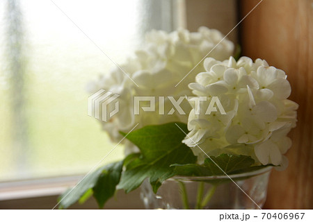 アナベル窓際の写真素材