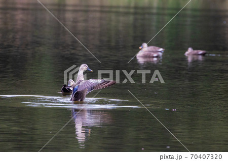 秋の見沼自然公園 70407320