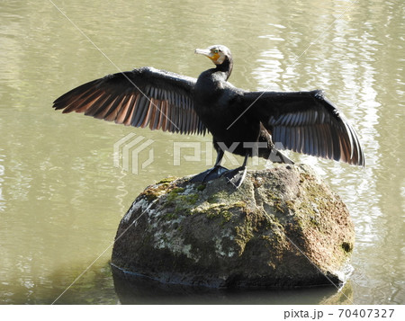 カワウ 70407327