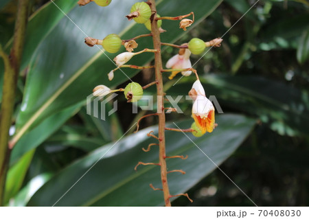 南国の花 70408030
