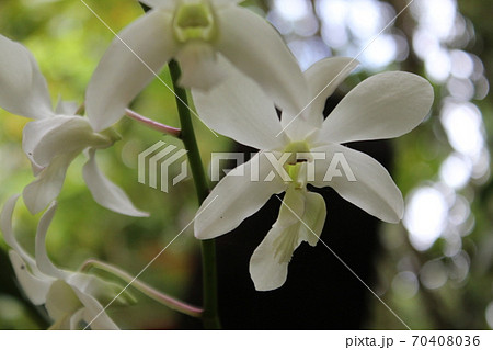 南国の花の写真素材