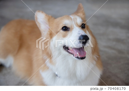 Portrait of Pembroke Welsh Corgi Dog Portrait of Pembroke Welsh Corgi Dog 70408170
