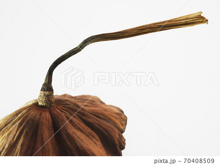 蓮の花托 70408509