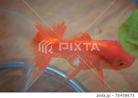 水槽の金魚 水槽の金魚 70408673