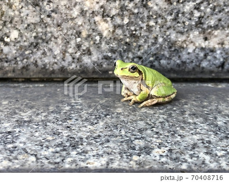 アマガエル 70408716