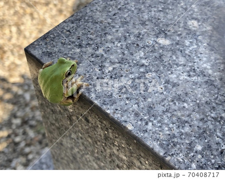 這い上がるアマガエル 70408717