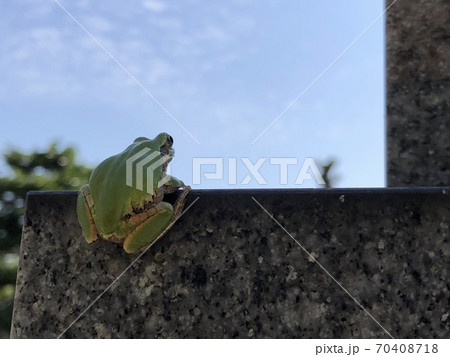 空を見上げるアマガエル 70408718