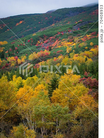 北海道十勝岳温泉付近の紅葉 10月 北海道十勝岳温泉付近の紅葉 10月 70408933
