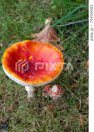 ベニテングタケのクロ－ズアップ　　バンクーバー　ブリティッシュコロンビア　カナダ 70409082