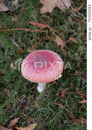 ベニテングタケのクロ-ズアップ バンクーバー ブリティッシュコロンビア カナダ ベニテングタケのクロ-ズアップ バンクーバー ブリティッシュコロンビア カナダ 70409083