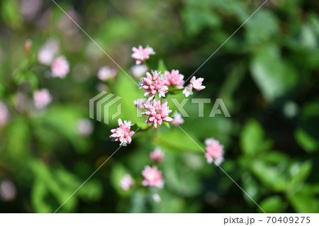 ミゾソバの花 70409275