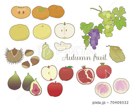 秋の果物 線有 背景無 のイラスト素材