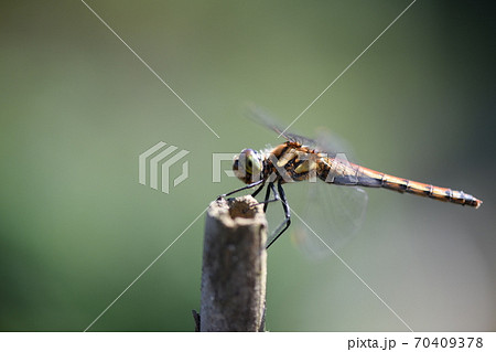 赤トンボ【アキアカネ】の雌 70409378