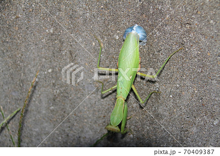 ハラビロカマキリの産卵 2020年10月12日 17時54分 島根県松江市八束町の写真素材 [70409387] - PIXTA