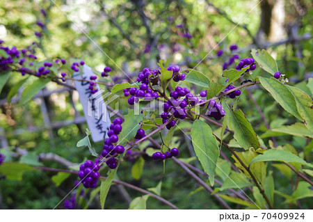 【鎌倉・大巧寺】紫式部 (むらさきしきぶ・ムラサキシキブ) 【鎌倉・大巧寺】紫式部 (むらさきしきぶ・ムラサキシキブ) 70409924