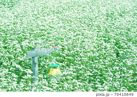 蕎麦畑の害虫駆除 蕎麦畑の害虫駆除 70410649