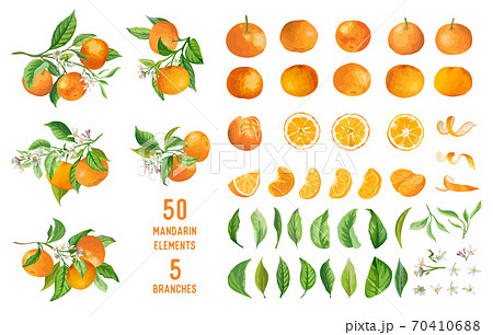 Mandarin fruits, flowers, leaves vector watercolor illustration. Set of whole, cut in half, sliced on pieces mandarins Mandarin fruits, flowers, leaves vector watercolor illustration. Set of whole, cut in half, sliced on pieces mandarins 70410688