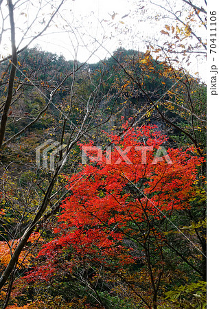 みたらい渓谷 紅葉 奈良県 みたらい渓谷 紅葉 奈良県 70411106