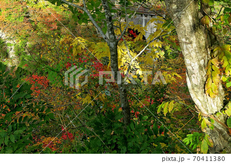 鳴子峡　紅葉　宮城県 70411380