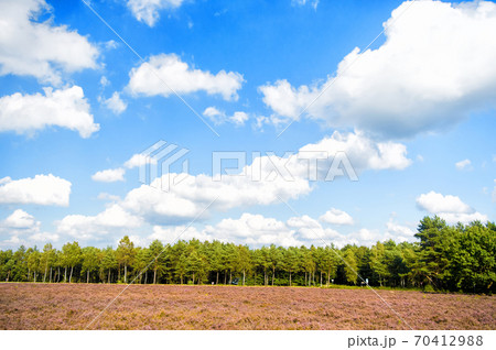 Heathland with flowering common heather 70412988