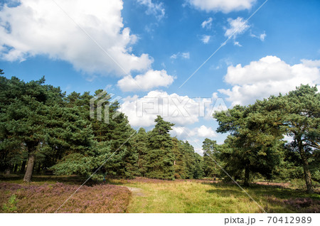 Why meadow turning purple. Buoyed by climate change invasive plant taking over landscape. Nature landscape with trees blue sky and purple flowers. Landscape idyllic scene. Cloudy day at field Why meadow turning purple. Buoyed by climate change invasive plant taking over landscape. Nature landscape with trees blue sky and purple flowers. Landscape idyllic scene. Cloudy day at field 70412989