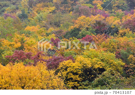 紅葉 70413107