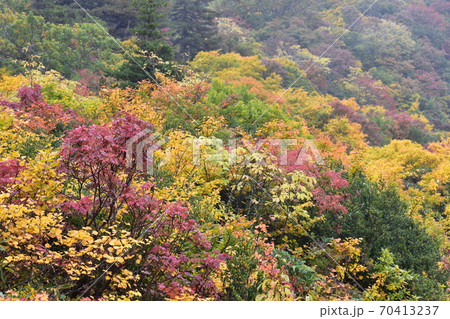 紅葉 紅葉 70413237