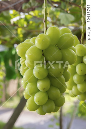 秋のフルーツの王様美味しいシャインマスカット 70413745