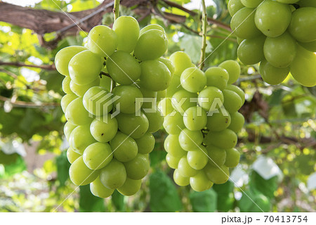 秋のフルーツの王様美味しいシャインマスカット 70413754