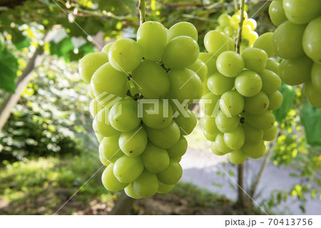 秋のフルーツの王様美味しいシャインマスカット 70413756