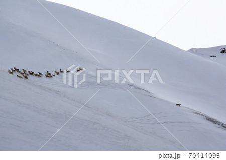 Wild wolf chases a herd of mountain sheep in winter. Wild wolf chases a herd of mountain sheep in winter. 70414093