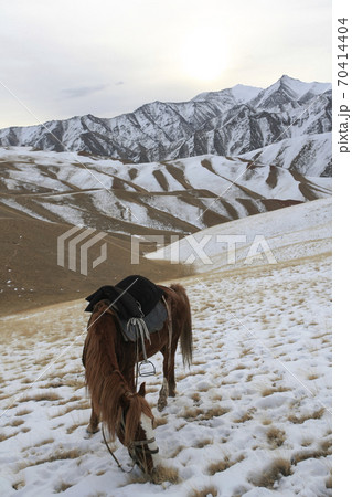 Red horse under a saddle eats grass in the evening in the mountains. 70414404