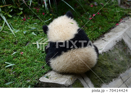 小パンダの写真素材