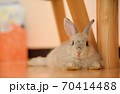 のんびりくつろぐうさぎの赤ちゃん 70414488