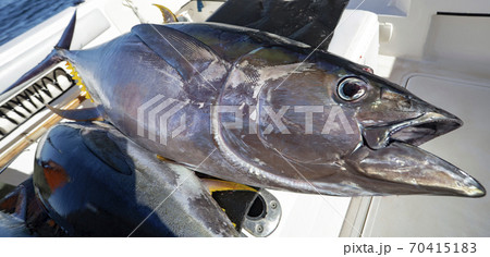 Yellowfin tuna fish on Board the yacht after sea fishing. 70415183