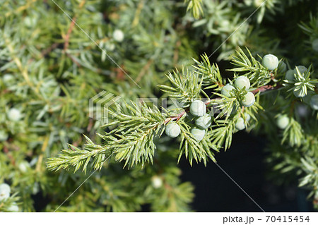 Shore Juniper Schlager Shore Juniper Schlager 70415454