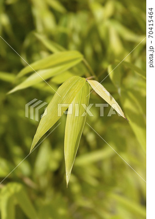 Black bamboo Black bamboo 70415464