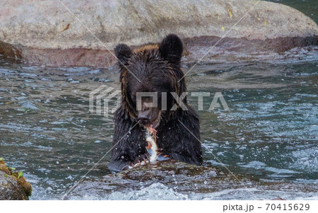 北海道知床半島 カラフトマスを食らうヒグマ 北海道知床半島 カラフトマスを食らうヒグマ 70415629