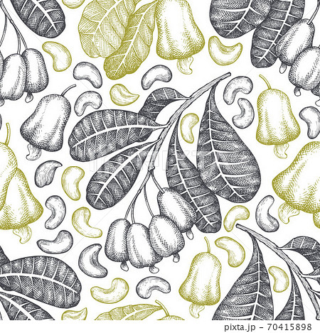 Hand drawn sketch Cashew seamless pattern. Organic food vector illustration on white background. Vintage nut illustration. Engraved style botanical background. Hand drawn sketch Cashew seamless pattern. Organic food vector illustration on white background. Vintage nut illustration. Engraved style botanical background. 70415898
