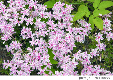 Stems, petals, corollas, leaves in the flower bed in the garden 70416055