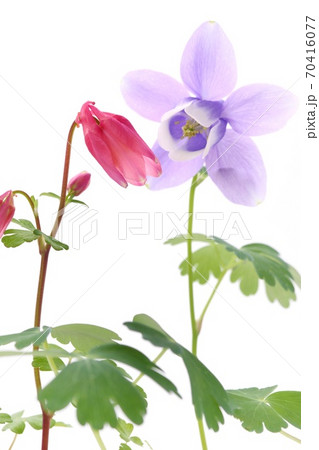 深山苧環 青花と赤花 白背景 山野草 深山苧環 青花と赤花 白背景 山野草 70416077