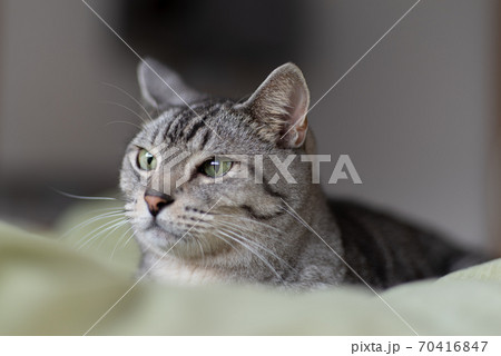 見つめる猫　　サバトラ猫 70416847