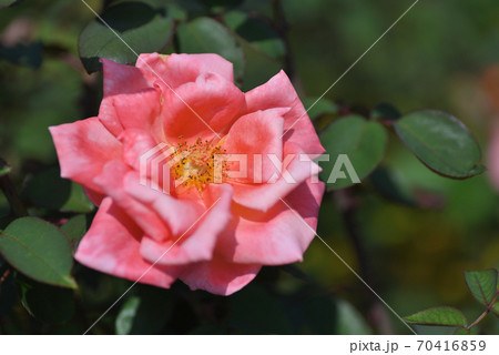 バラ（カトリーヌ・ドゥヌーブ） 70416859