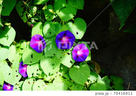 江ノ島に咲く紫色の朝顔 70416911