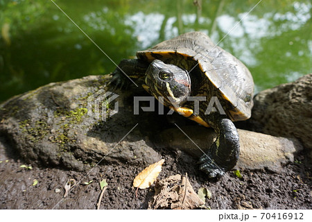 江ノ島の日向ぼっこするカメ 70416912