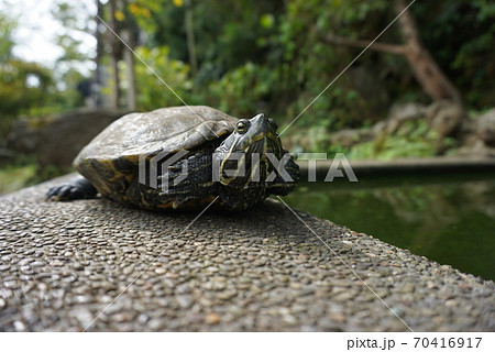 江ノ島の日向ぼっこするカメ 江ノ島の日向ぼっこするカメ 70416917
