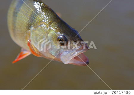 image of fish river background 70417480