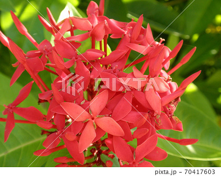 真っ赤なサンタンカの花の写真素材