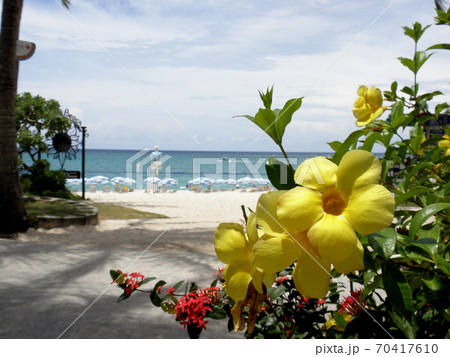 南国の花と青い海 南国の花と青い海 70417610