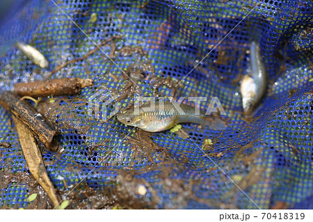 田んぼの川でたくさん捕れる、特定外来生物、カダヤシ 70418319